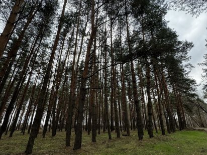Продам участок в сосновом лесу Самар