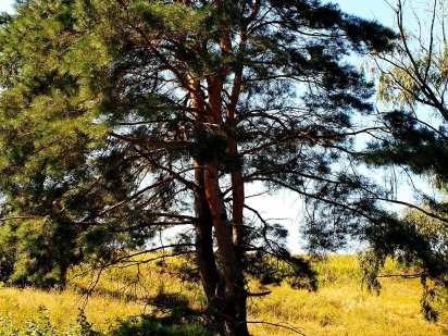 Дiлянка для гемпiнгу, ретрит-центру або центру вiдпочинку на природi