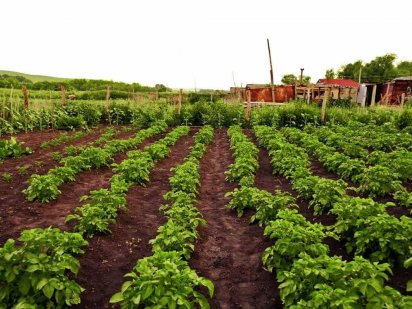 Продам земляну ділянку Староконстантинов