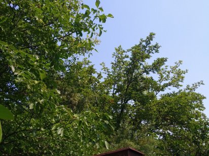 Дачний участок 10соток Новая Украинка