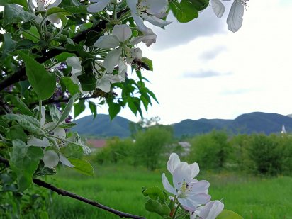 Хуст, продам участок Хуст