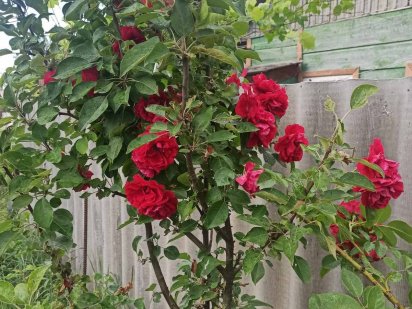 Дачна ділянка 5 масив Шостка