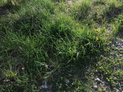 Продам землю під забудову Шепетовка