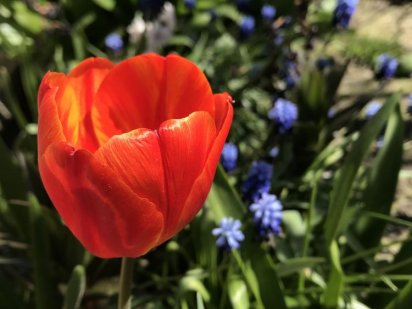 Продам садову земельну ділянку Шостка