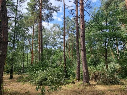 Блиставица 24 сотки Буча