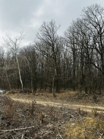 Ділянка з виходом до лісу біля зупинки - фото 1