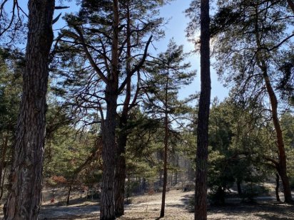 Продаж ділянки в Ірпені, 10с,локація 10Ї лінії, в соснах. Ирпень