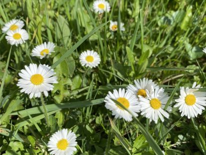 Продаж Земельної ділянки в Лісовій Бучі