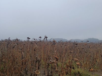 Продаж землі для ведення товарного сільськогосподарського виробництва Полтава