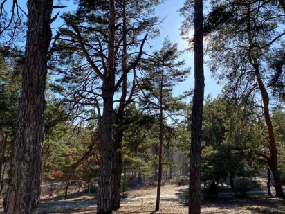 Ділянка в лісовій частині Ірпеня під будівництво