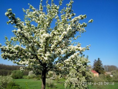 Продажа земли Переяслав-Хмельницкий
