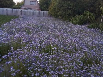 Продається зем ділянка 6 сот в ст Райдуга поруч русло Дніпра пляж ліс