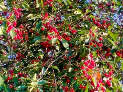 Продам Земельну Ділянку Участок Фасад 25м.на 40метрів Місто Бориспіль Бориспіль