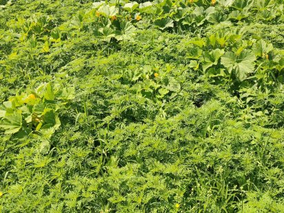 Продам земельну ділянку в місті Бориспіль по вул. Каленченко Ганни. Бориспіль