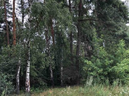 Земля під будівництво в лісовому масиві Рівне