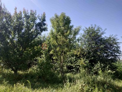 Продаж земельної ділянки в Черкасах в кооп 'Мрія' Черкаси