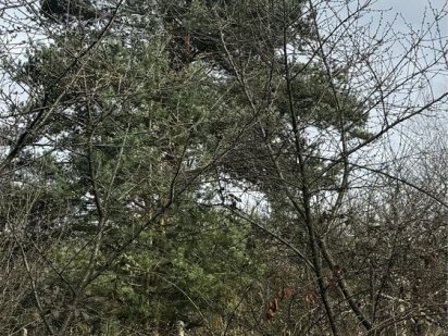 Продаж участку поруч з Кілікією. Ужгород