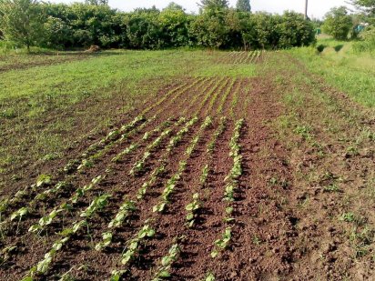 Земельна ділянка Городок. Власник Рівне