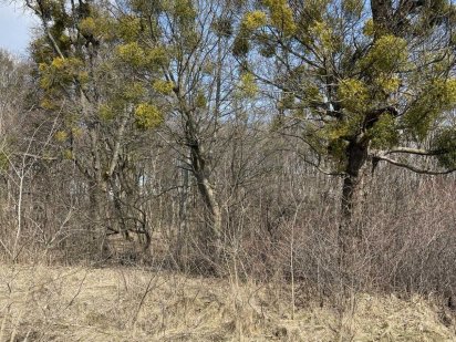 Продажа земли 10 соток в Голосеево. Киев