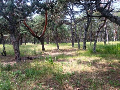 Продам мальовничий участок на ж/м Придніпровськ. Дніпро