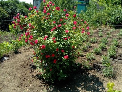 Продам дачу 6 соток.Цена договорная. Запорожье