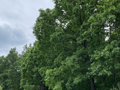 10 сот. Приватизована під садівництво Житомир