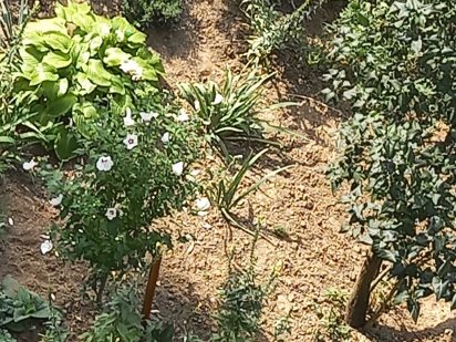 земельный участок,дача