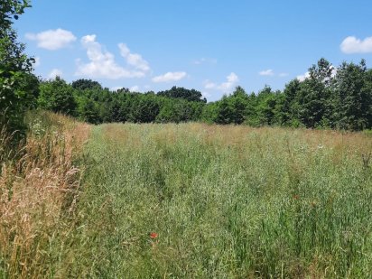 Продаж земельної ділянки біля лісу