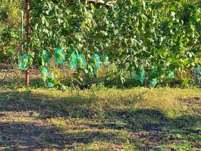 Дачна  ділянка приватизована Харків