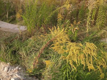 Продам участок у Києві. м. Теремки. приватний сектор Киев