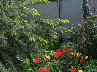 Земельный участок с домом , Совки Киев