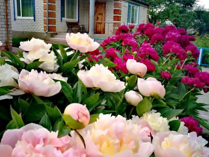 Будинок в Миргороді Миргород