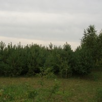 Земельна ділянка Шептицький