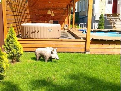 382 А Будинок з басейном та джакузі Киев