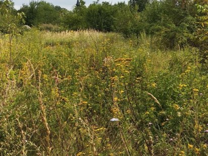 Продам земельну ділянку Берегово