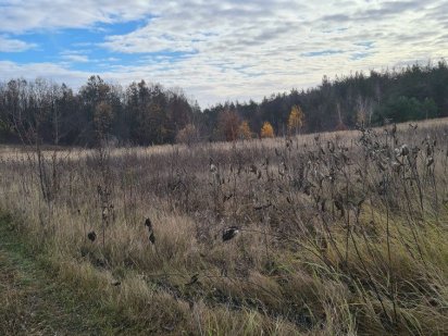 Дачный участок в Василькове Васильків