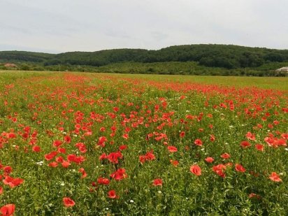 Земельна ділянка