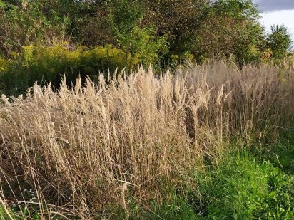 Участок в Володимере Волынске Володимир