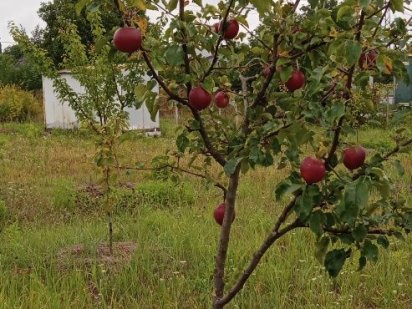 Продам ОСГ 12соток