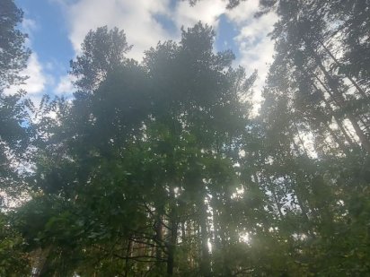 Продаж ділянки в чудовому  місці. Васильков