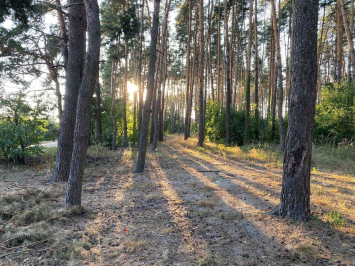 Земельна ділянка у Василькові в сосновому лісі (р-н "Хлібзавод") - фото 1