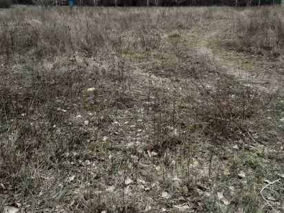 Ділянка біля лісу з електрикою. Васильків