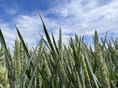 Продам Землю! Вознесенськ