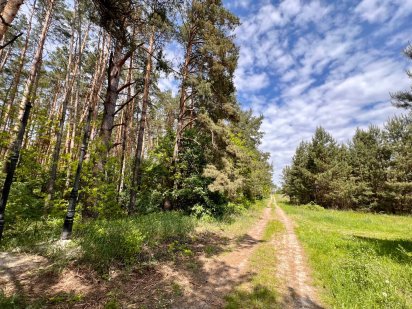 Ділянка 1 гектар (100 соток) серед Соснового Лісу (Блиставиця) Гостомель