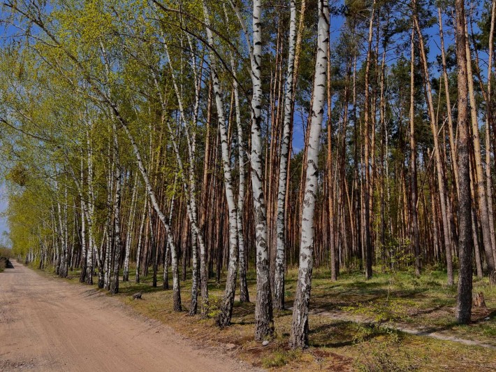 Ділянка серед Сосен для Дачі (всього 4 км від Гостомеля) - фото 1