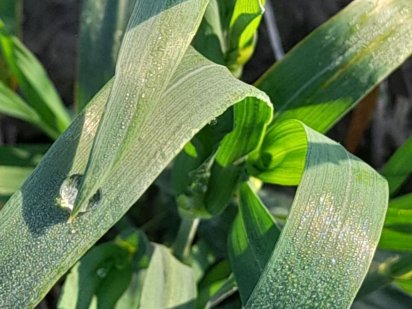 Продажа участка 20сот,цена 35т$ на Н.Бугово Чорноморськ