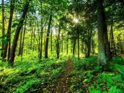 Продам 27сот Каменка,крайній від лісу з власним озером. Кам'янка