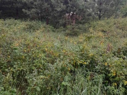 Земельна ділянка Коцюбинское