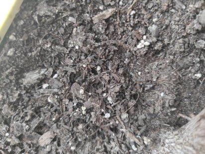 Продам пай 11.8 га Срочно Лозовая