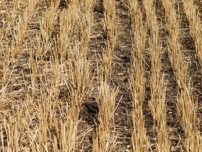 Продам земельний пай